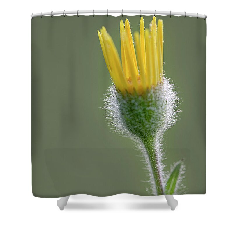 Groundsel Shower Curtain featuring the photograph Groundsel Flower by Karen Rispin
