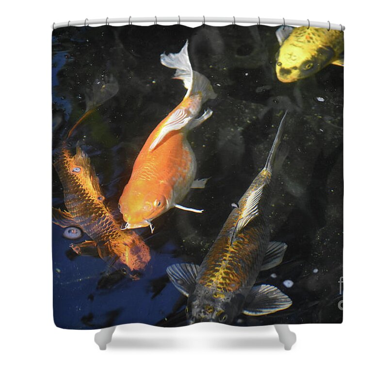 Group of colorful koi fish swimming in a koi pond Shower Curtain