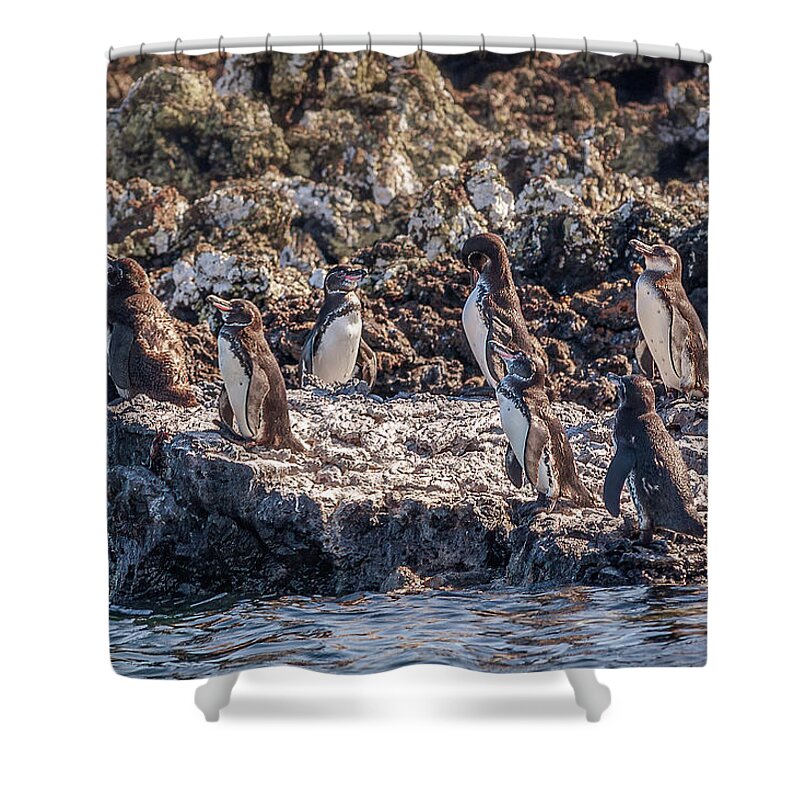 Animals In The Wild Shower Curtain featuring the photograph group of pengouins on Isabela island by Henri Leduc