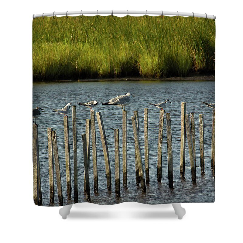 Birds Shower Curtain featuring the photograph Group of Seagulls Standing on Sticks by Charles Floyd