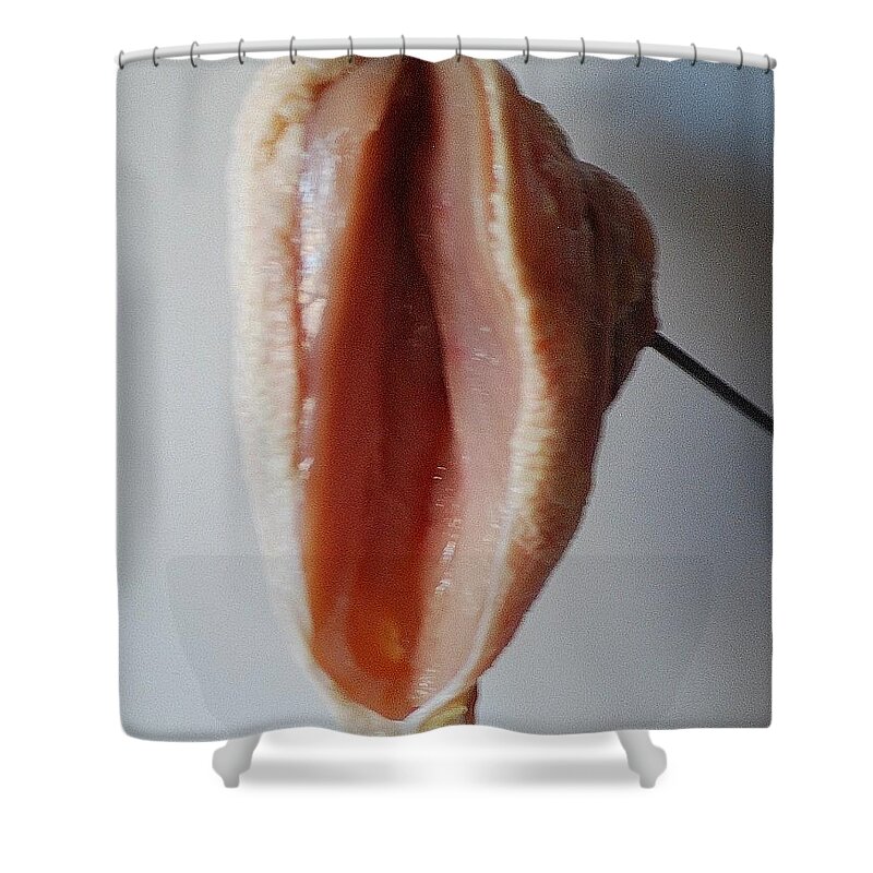 Food Shower Curtain featuring the photograph Guess What? by Ee Photography