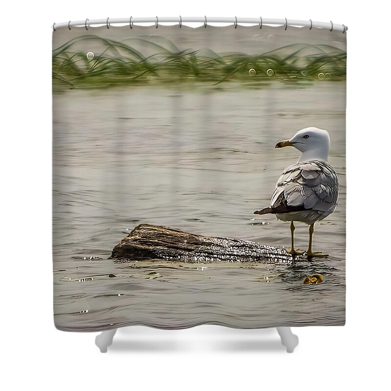 Bird Shower Curtain featuring the photograph Gull Standing on Floating Log by Patti Deters