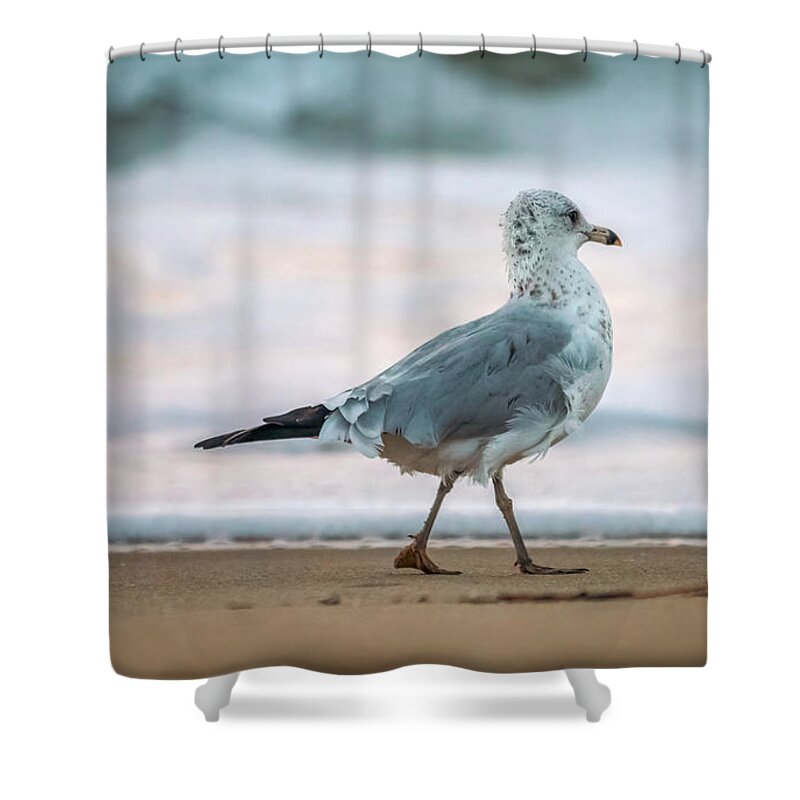 Ring-billed Gull Shower Curtain featuring the photograph Gull Walking by Rachel Morrison