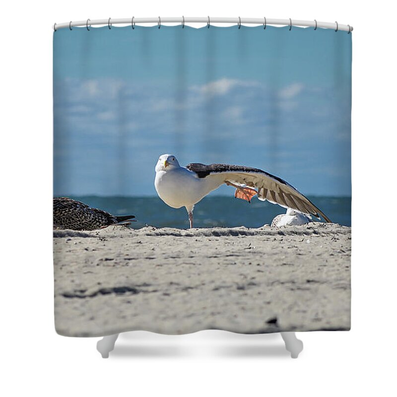 Sea Shower Curtain featuring the photograph Gull Yoga by Steven Nelson