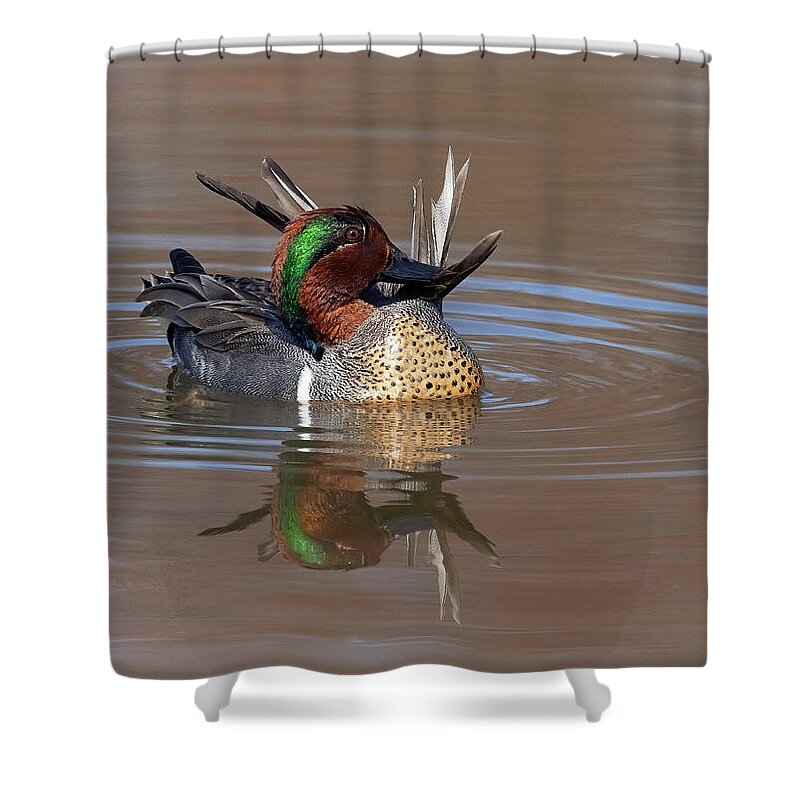 Duck Shower Curtain featuring the photograph GWT Reflection by Art Cole