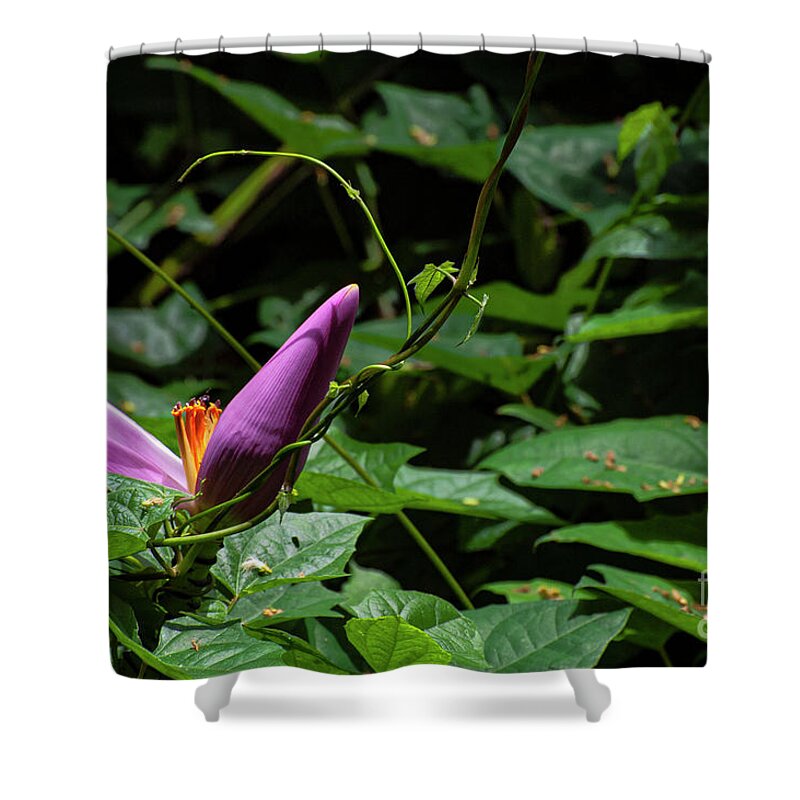 South Shore Coast Shower Curtain featuring the photograph Hairy Banana Flower by Bob Phillips