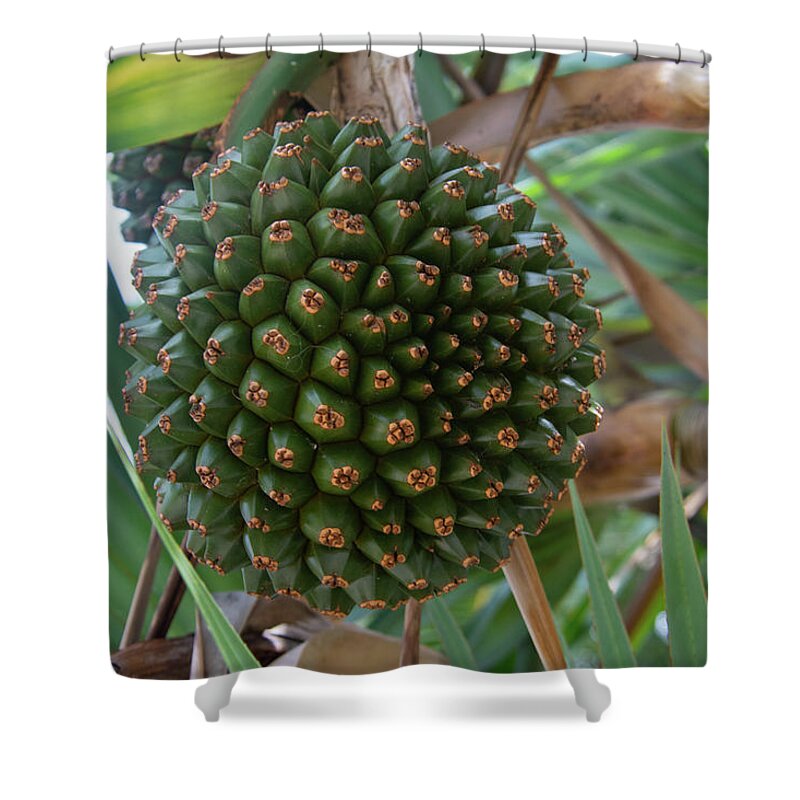 Screw Pine Shower Curtain featuring the photograph Hala Fruit Screw Pine by Pamela Williams