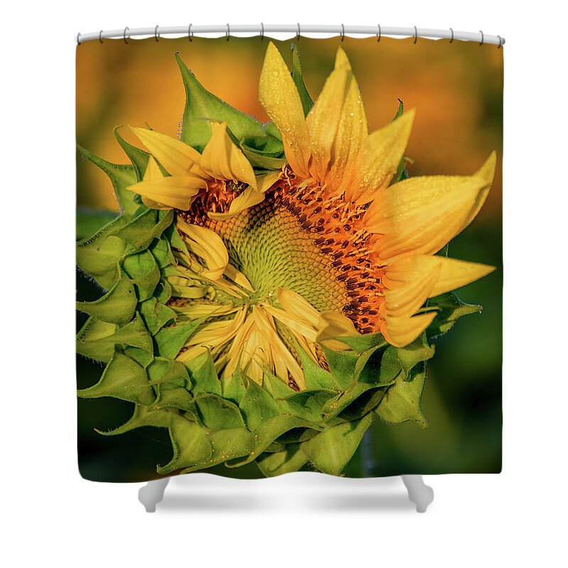 Tennessee Shower Curtain featuring the photograph Half Way There, The Birth of a Sunflower by Marcy Wielfaert