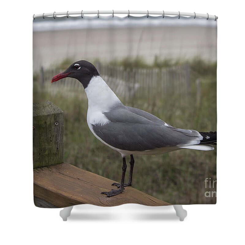 Bird Shower Curtain featuring the photograph Handsome Seagull by Roberta Byram