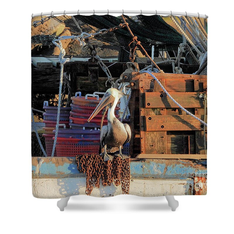 Pelicans Shower Curtain featuring the photograph Hangin Out by Scott Cameron