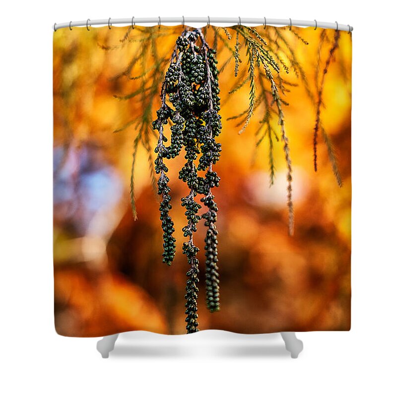 Leaves Shower Curtain featuring the photograph Hanging Green Berries in Autumn by Stuart Litoff