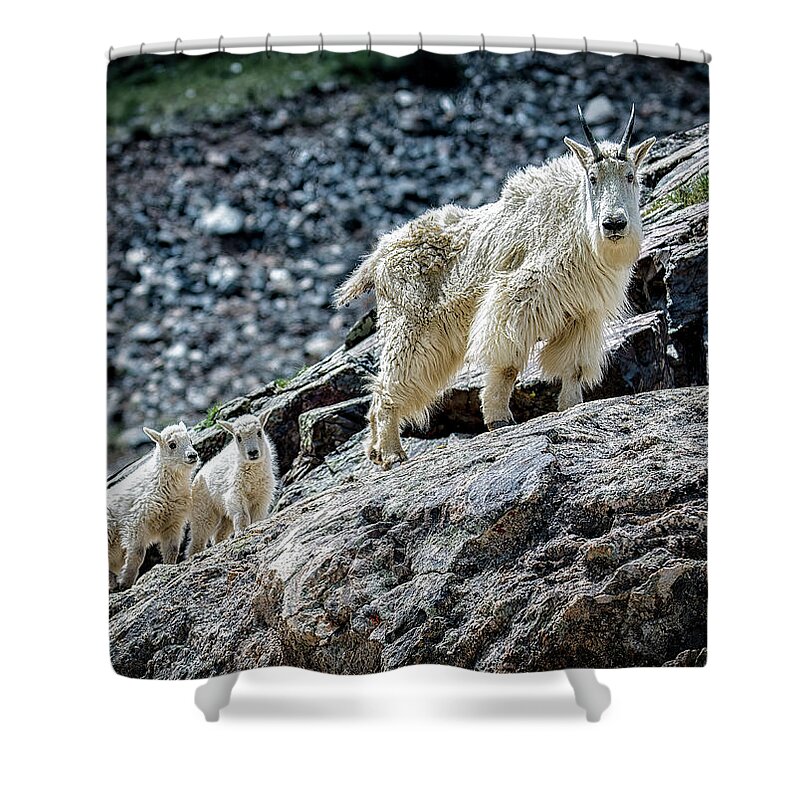 Mountain Goats Shower Curtain featuring the photograph Hanging with Nanny by Bitter Buffalo Photography