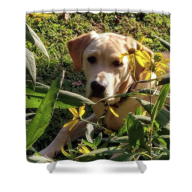 Yellow Lab Shower Curtain featuring the photograph Hanging with the Maxamillians by Kim Galluzzo Wozniak