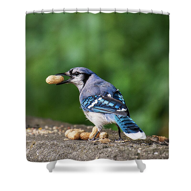 Blue Jay Shower Curtain featuring the photograph Happy Blue Jay with Peanut by Ilene Hoffman