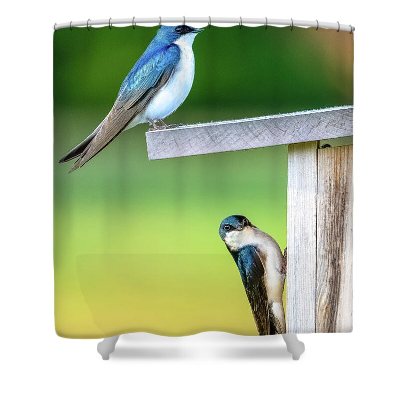 Swallow Shower Curtain featuring the photograph Happy Couple by Brad Bellisle
