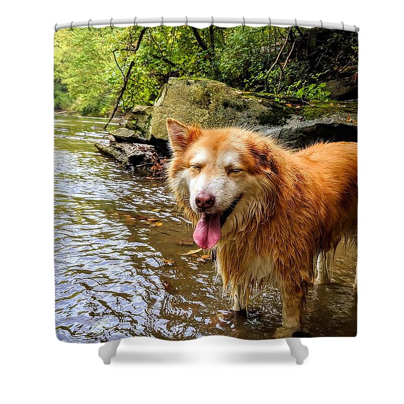  Shower Curtain featuring the photograph Happy Pup by Brad Nellis