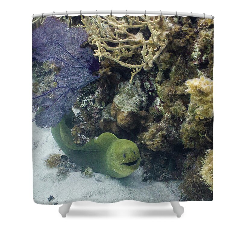Animals Shower Curtain featuring the photograph Happy to Meet You by Lynne Browne