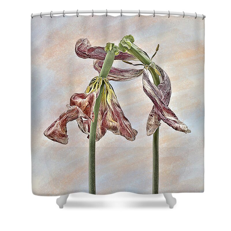 Wilting Tulips Flowers Associative Emotional Beautiful Touching Weird Eccentric Funny Peculiar Expressive Singular Stunning Effective Meaningful Thoughtful Creative Spiritual Cheerful Charming Aesthetic Lovers Human Affair Togetherness Together Protective Passion Romance Intrigue Cherish Care Fancy Delightful Pleasant Pretty Sweet Boyfriend Girlfriend Amorous Tender Warm Sweetheart Valentine Elegance Intimacy Simplicity Sentimental Personification Impersonation Delicate Gentle Pastel Drawing Fun Shower Curtain featuring the photograph A Joy of Togetherness by Tatiana Bogracheva