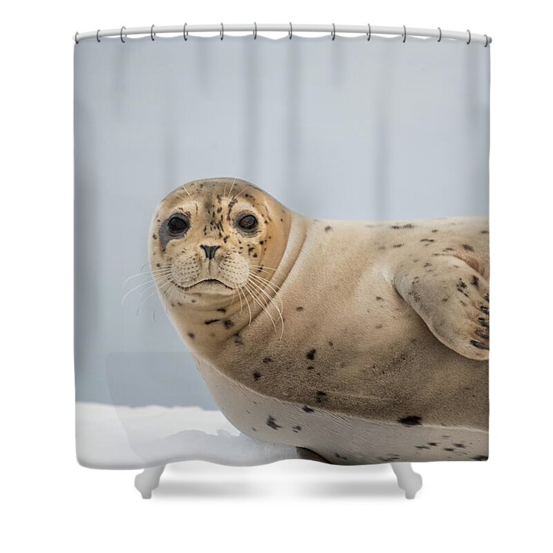 Seal Shower Curtain featuring the photograph Harbor Seal by David Kirby