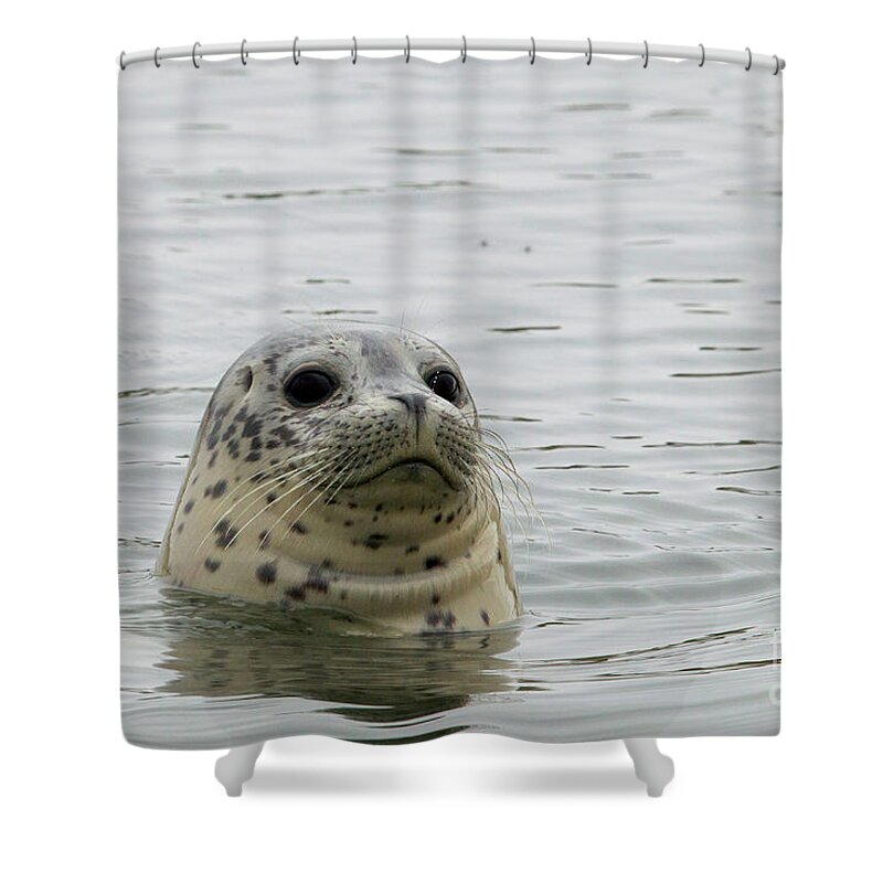 00583898 Shower Curtain featuring the photograph Harbor Seal Pup, Elkhorn Slough by Sebastian Kennerknecht