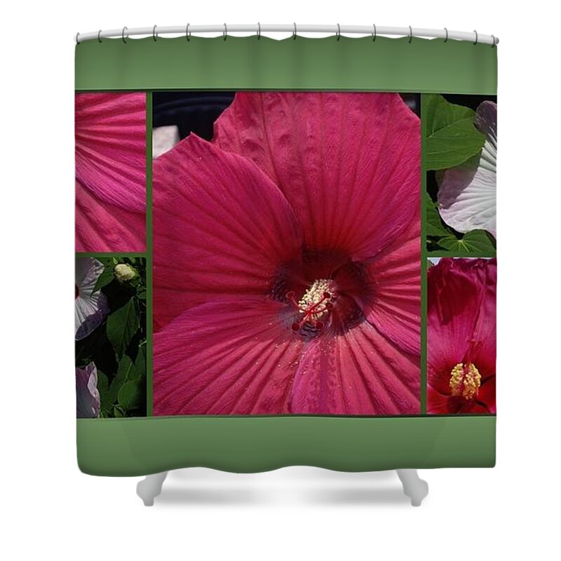 Hibiscus Shower Curtain featuring the photograph Hardy Hibiscus by Nancy Ayanna Wyatt