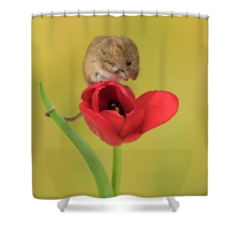 Harvest Shower Curtain featuring the photograph Harvest Mouse_0833 by Miles Herbert