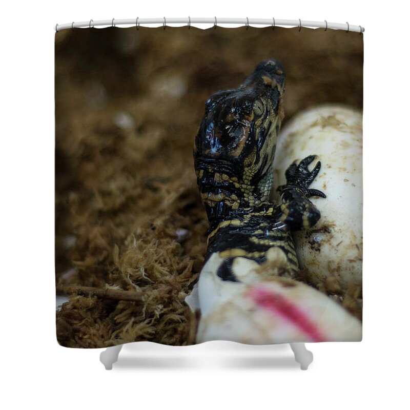 Alligator Shower Curtain featuring the photograph Hatchling Alligator by Carolyn Hutchins