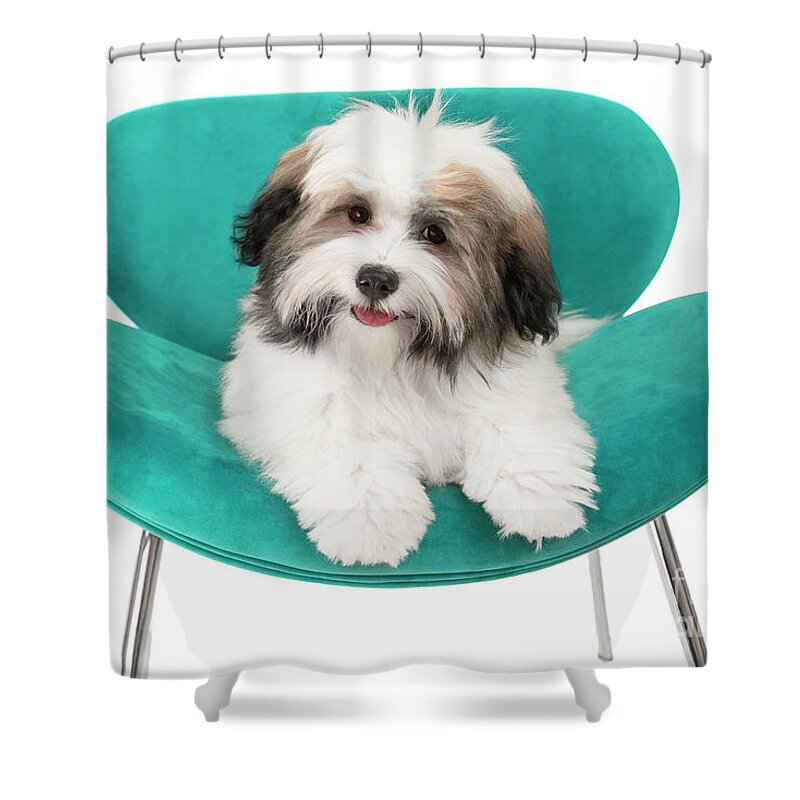 Dog Shower Curtain featuring the photograph Havanese Puppy Joy by Renee Spade Photography
