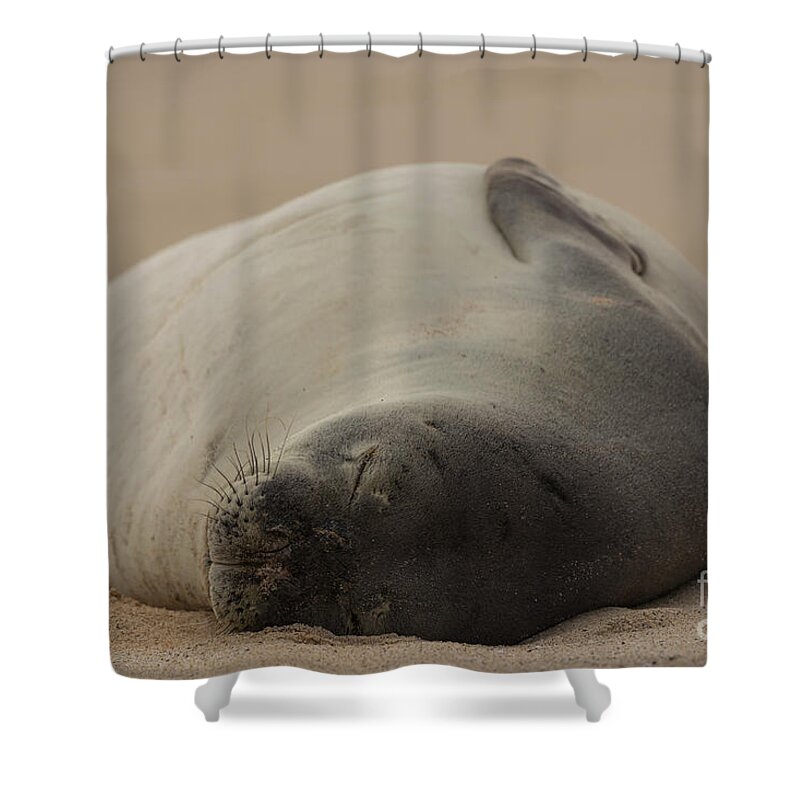 Hawaiian Monk Seal Shower Curtains