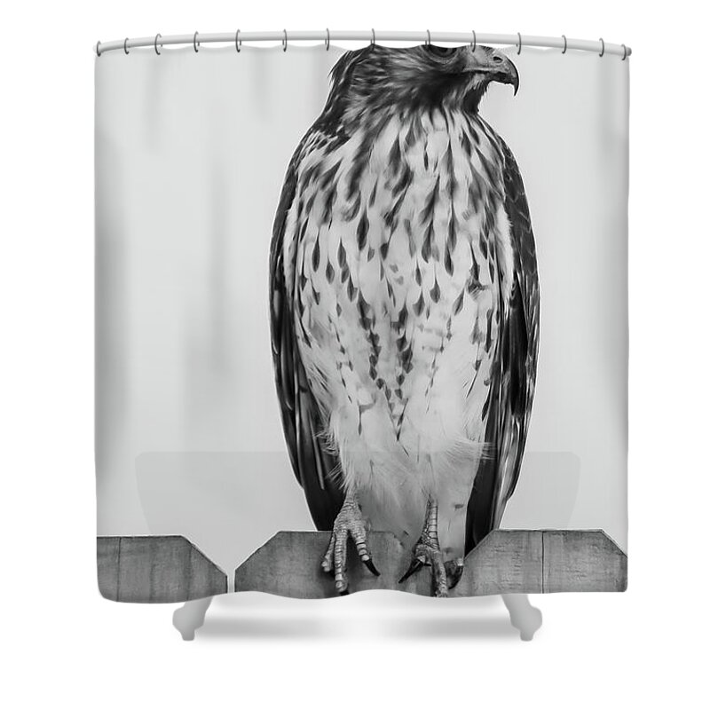 Hawk Shower Curtain featuring the photograph Hawk by Rick Redman