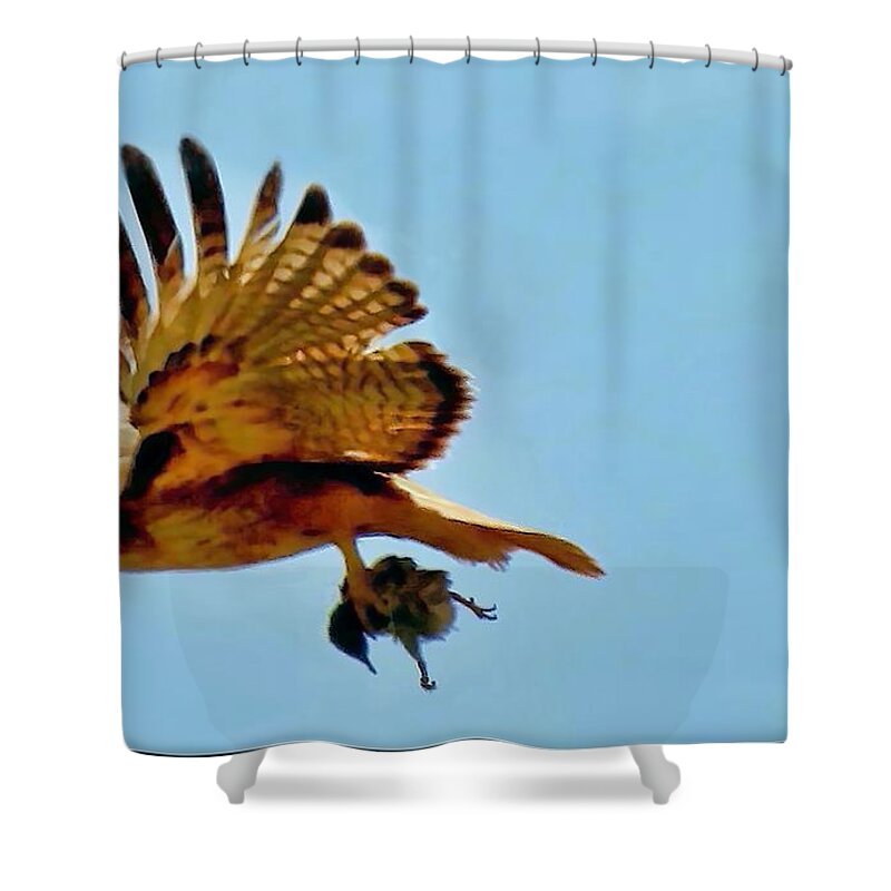 Waywardmuse Shower Curtain featuring the photograph Hawk's Take-Out by Judy Kennedy