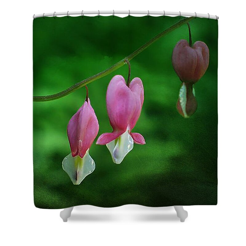 Dicentra Shower Curtain featuring the photograph Hearts of Spring by Moira Law