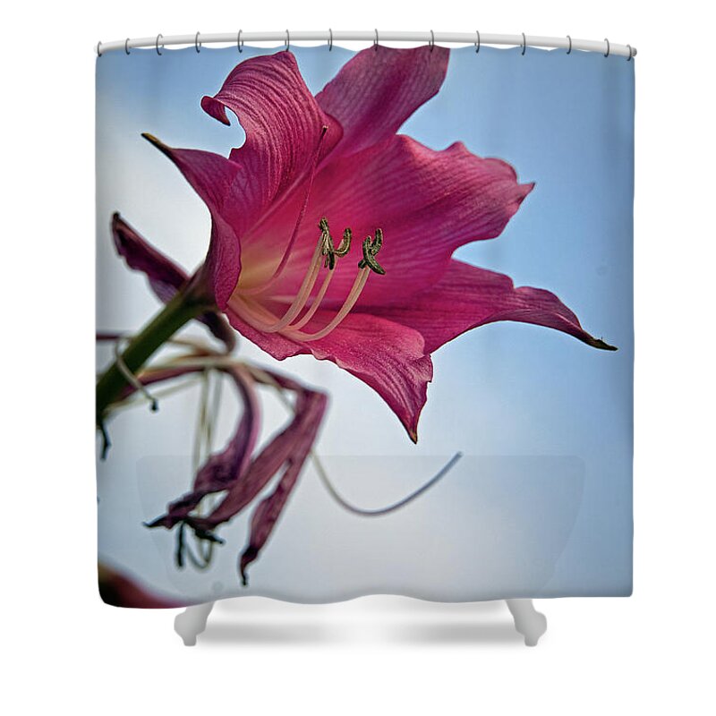 Lily Shower Curtain featuring the photograph Heirloom by M Kathleen Warren