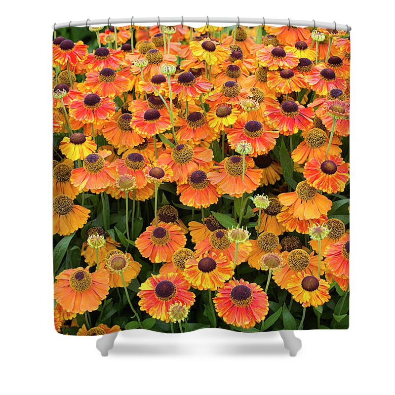 Helenium Shower Curtain featuring the photograph Helenium Sahins Early Flowerer in an English Garden by Tim Gainey