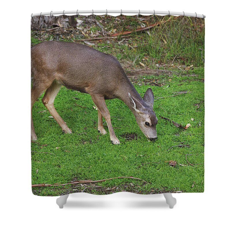 Deer Shower Curtain featuring the photograph Hello, Beauty by Laurie Search