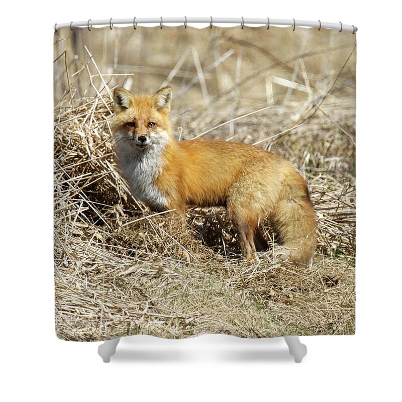 Red Fox Shower Curtain featuring the photograph Hello Foxy by Brook Burling