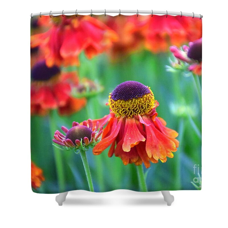 Helenium Shower Curtain featuring the photograph Hello Helenium by Sea Change Vibes