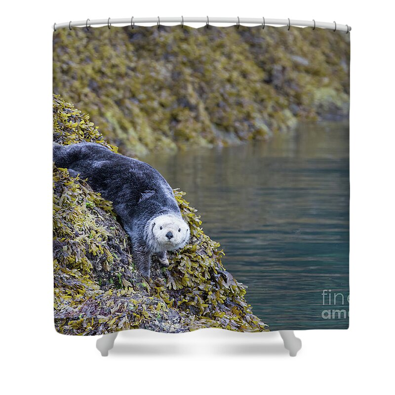 Otter Shower Curtain featuring the photograph Hello Sea Otter by Chris Scroggins