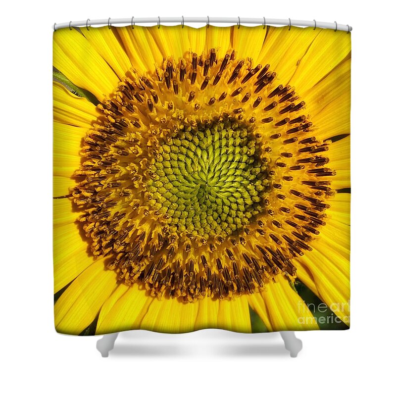Sunflower Shower Curtain featuring the photograph Hello Sunshine by Wendy Golden