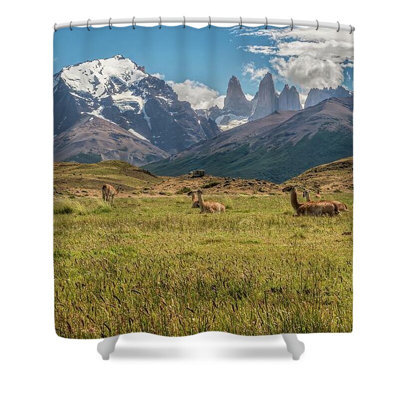Andes Shower Curtain featuring the photograph Herd of Guanacos grazing and resting in the foothills of Torres by Henri Leduc