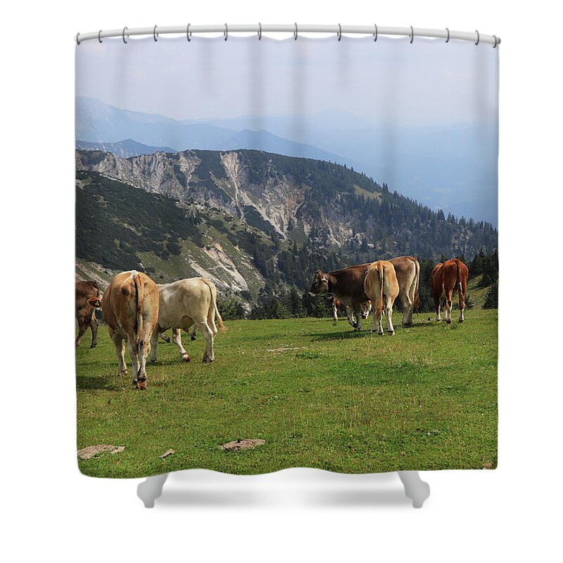 Hochkar Shower Curtain featuring the photograph Herd of Pinzgauer cattle grazes on the Hochkar mountain with an incredible and soothing view of the rest of the Austrian Alps. Organic product, the freshest and highest quality milk. by Vaclav Sonnek