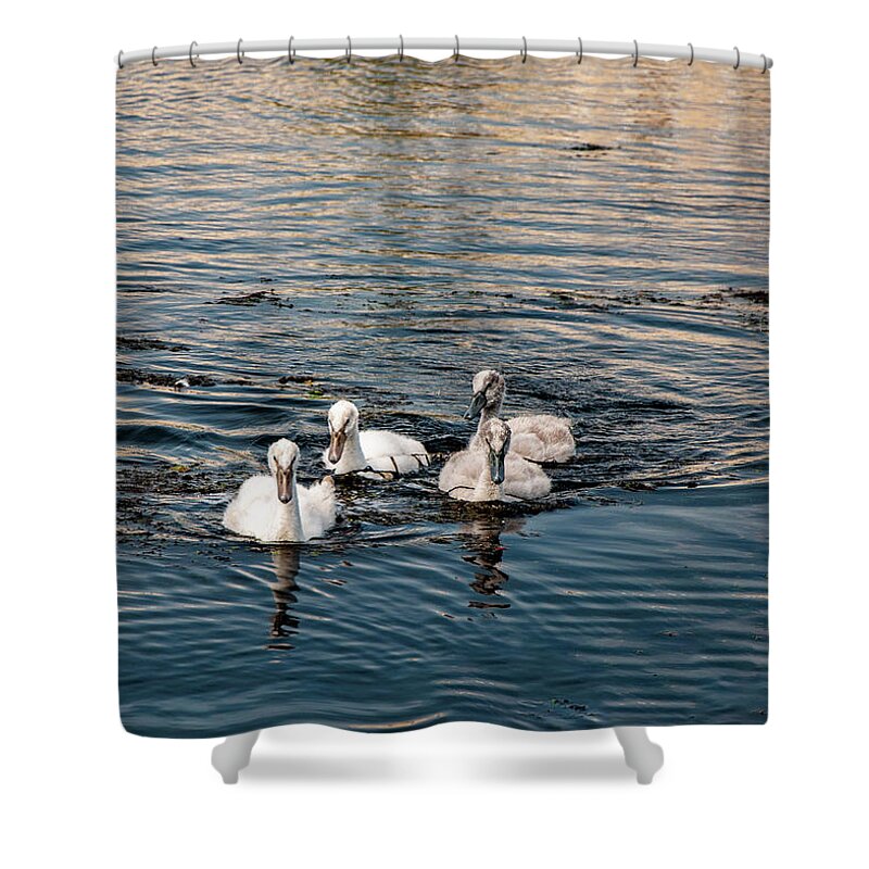 Birds Shower Curtain featuring the photograph Here We Come by Cathy Kovarik