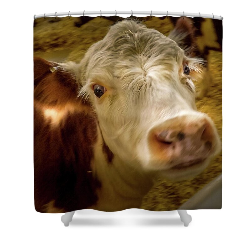 Hereford Shower Curtain featuring the photograph Hereford Heifer by Joyce Wasser