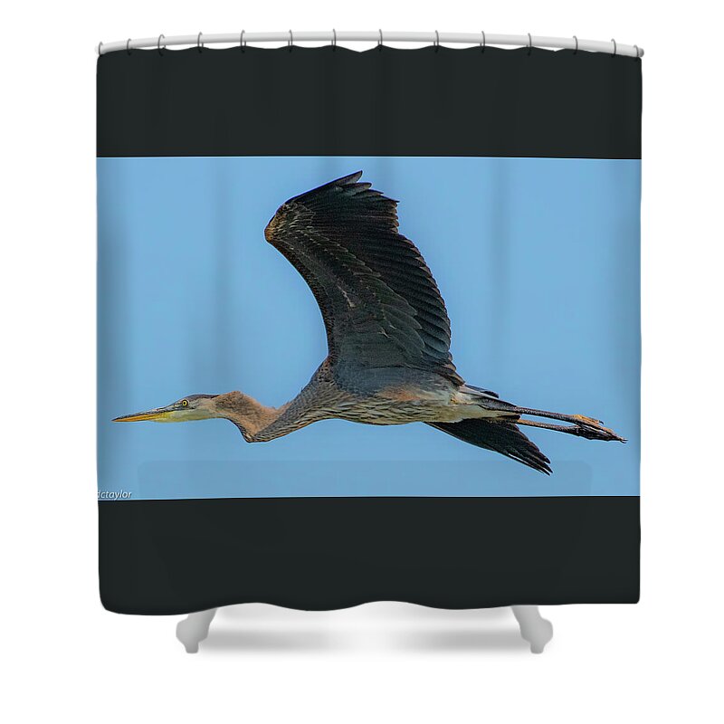 Heron Shower Curtain featuring the photograph Heron Air by David Taylor