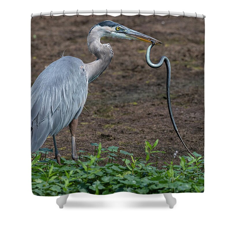 Afternoon Shower Curtain featuring the photograph Heron and Garter Snake by Robert Potts