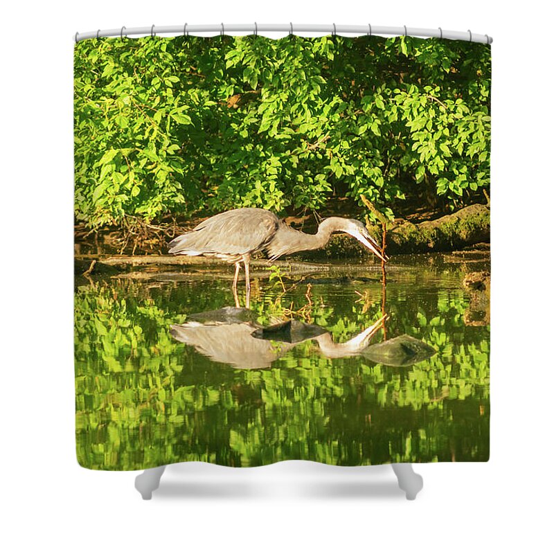 Bird Shower Curtain featuring the photograph Heron at Play in Prospect Park by Auden Johnson