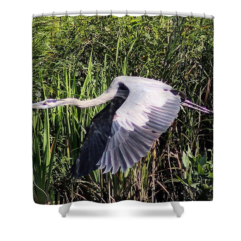 Great Blue Heron Shower Curtain featuring the photograph Heron in Flight by Susan Hope Finley