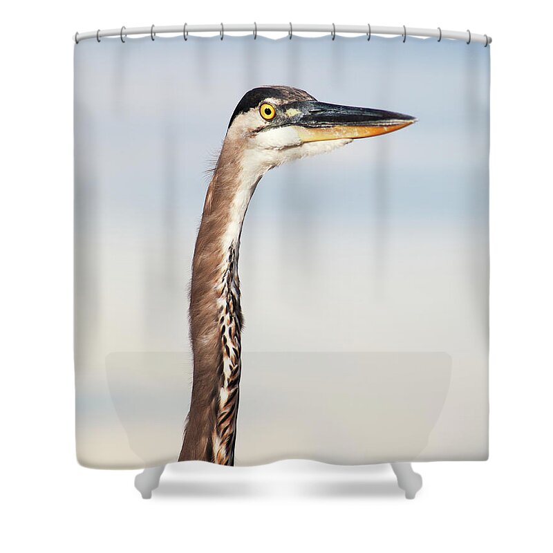 Bird Shower Curtain featuring the photograph Heron Neck Feathers by Marilyn Hunt