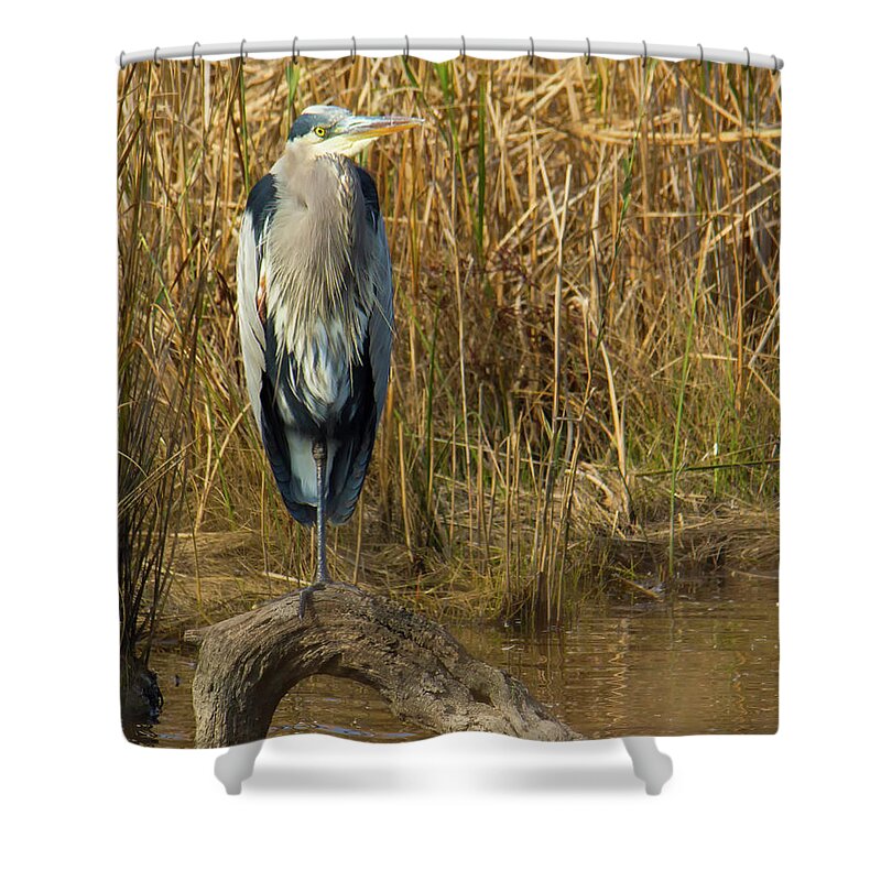Animals Shower Curtain featuring the photograph Heron standing on log in water by Charles Floyd