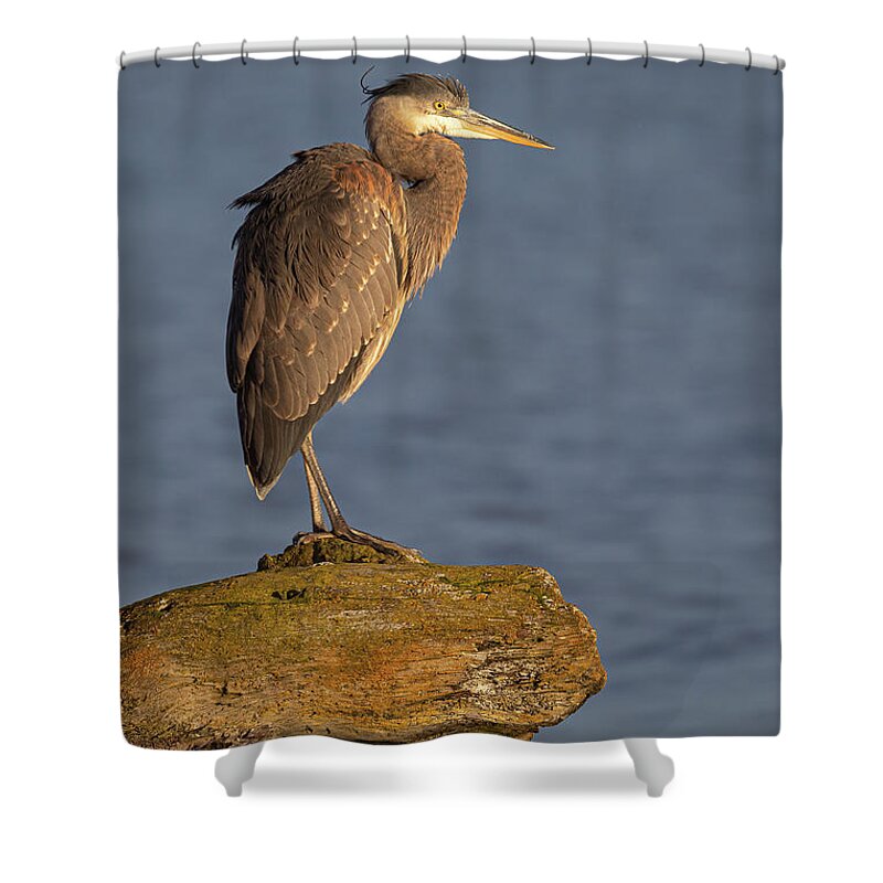 Blue Heron Shower Curtain featuring the photograph Heron Sunset Vertical by Michael Rauwolf